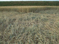 Longara (Vicenza), Italy crop circle, aerial photo 12
