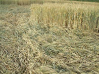 Longara (Vicenza), Italy crop circle, aerial photo 5