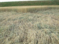 Longara (Vicenza), Italy crop circle, aerial photo 6
