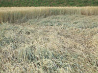 Longara (Vicenza), Italy crop circle, aerial photo 4