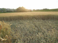 Longara (Vicenza), Italy crop circle, aerial photo 23