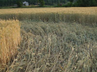 Longara (Vicenza), Italy crop circle, aerial photo 11