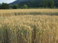 Longara (Vicenza), Italy crop circle, aerial photo 7