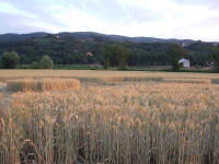 Longara (Vicenza), Italy crop circle, aerial photo 15