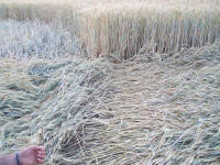 Longara (Vicenza), Italy crop circle, aerial photo 22