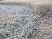 Longara (Vicenza), Italy crop circle, aerial photo 29