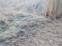 Longara (Vicenza), Italy crop circle, aerial photo 28