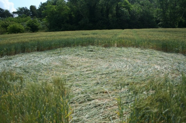 Jesi (Ancona) Marche, Italy crop circle, aerial photo 6