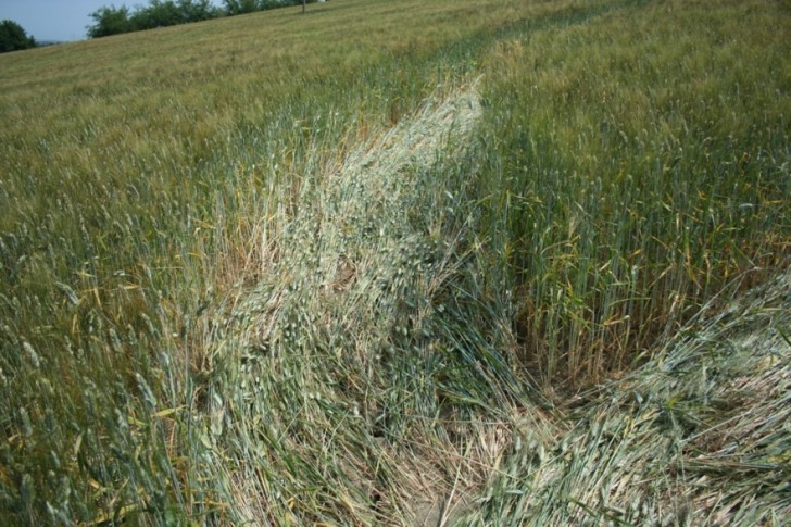 Jesi (Ancona) Marche, Italy crop circle, aerial photo 7