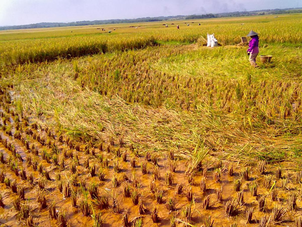Cikarang, Indonesia crop circle, aerial photo 3