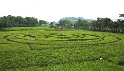 Krasakan, Indonesia crop circle, aerial photo 3
