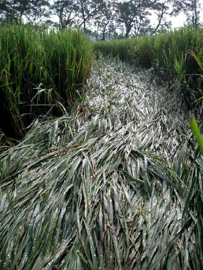 Krasakan, Indonesia crop circle, aerial photo 6