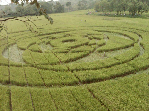Krasakan, Indonesia crop circle, aerial photo 4