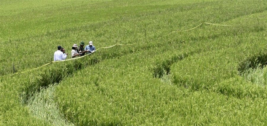 Krasakan, Indonesia crop circle, aerial photo 7