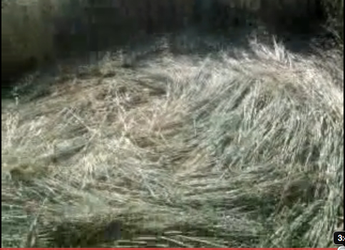 Tlapanaloya Tequixquiac Edo, Mexico crop circle, aerial photo 4