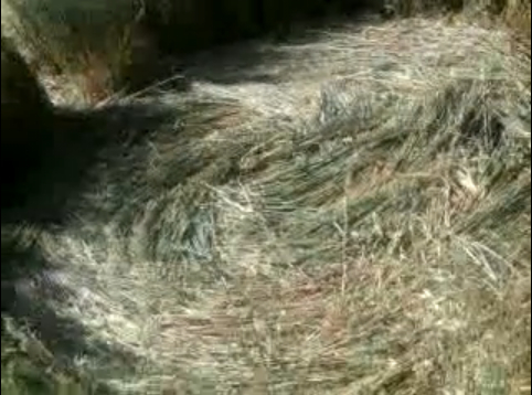 Tlapanaloya Tequixquiac Edo, Mexico crop circle, aerial photo 5