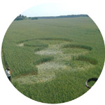 Stavropol, Novoaleksandrovsk, Russia crop circle, aerial photo 17