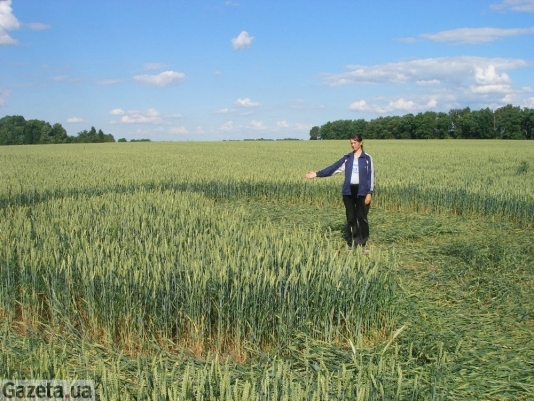 Kordyshevka (Ukraine, Vinnitsa Region), Russia crop circle, aerial photo 6