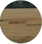 The Partridge, Argentina crop circle, aerial photo 5