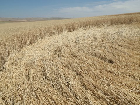 Geibs’ fields, Washington, USA crop circle, aerial photo 2