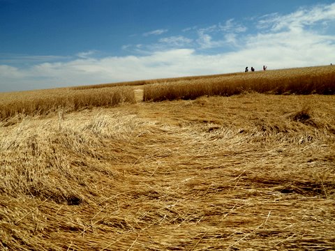 Geibs’ fields, Washington, USA crop circle, aerial photo 3