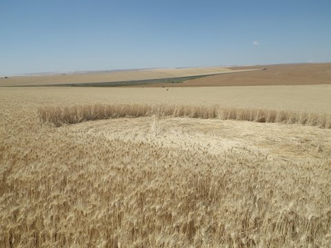 Geibs’ fields, Washington, USA crop circle, aerial photo 4