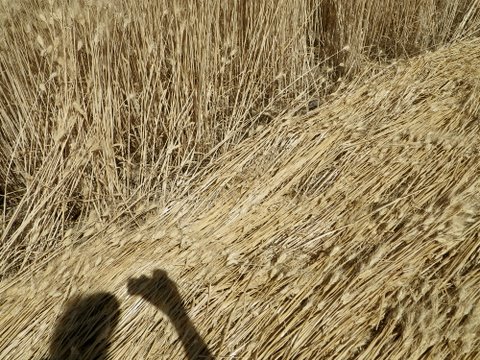 Geibs’ fields, Washington, USA crop circle, aerial photo 5