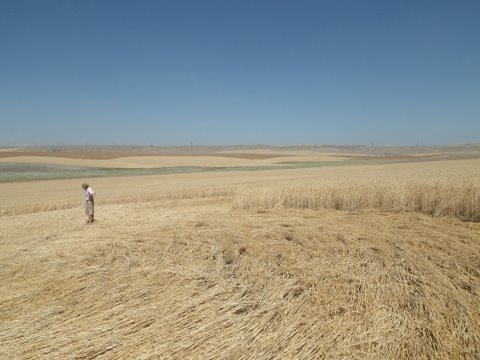 Geibs’ fields, Washington, USA crop circle, aerial photo 6