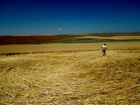 Geibs’ fields, Washington, USA crop circle, aerial photo 7
