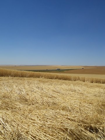 Geibs’ fields, Washington, USA crop circle, aerial photo 8