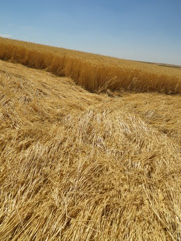 Geibs’ fields, Washington, USA crop circle, aerial photo 9