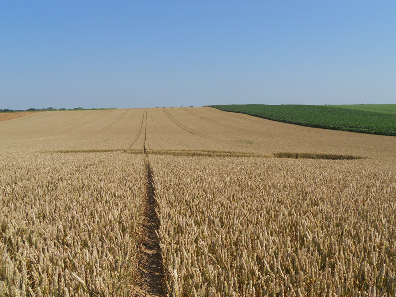 Rue de Momalle à Hodeige, Belguim, Belgium crop circle, aerial photo 4