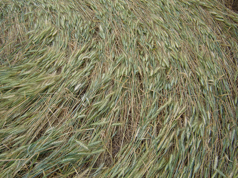 Ipuaçu, Brazil crop circle, aerial photo 8