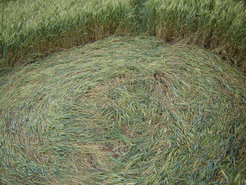 Ipuaçu, Brazil crop circle, aerial photo 4