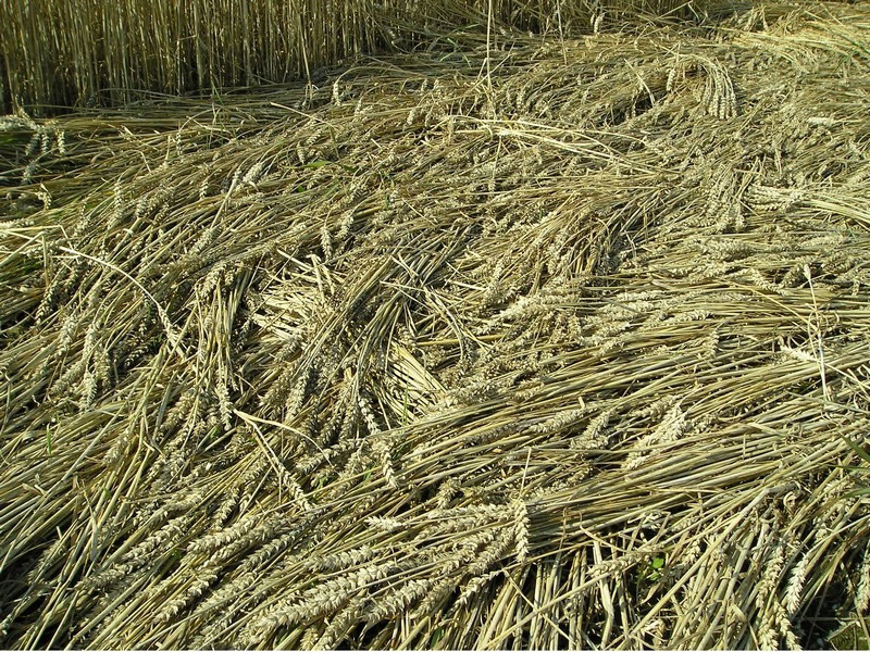 Proseč, Czech Republic crop circle, aerial photo 9