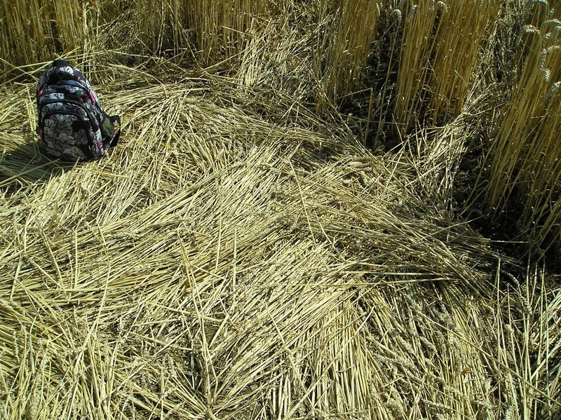 Proseč, Czech Republic crop circle, aerial photo 8