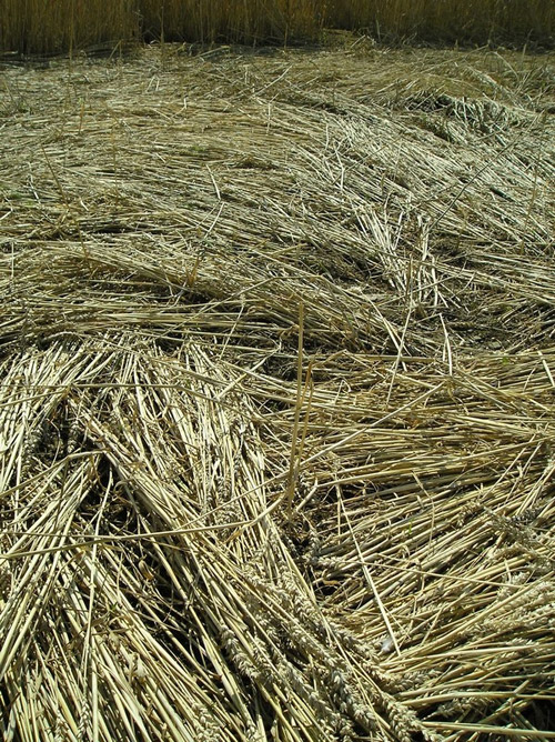 Proseč, Czech Republic crop circle, aerial photo 10