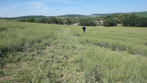 Uhřice, nr Zdanice, Czech Republic crop circle, aerial photo 3