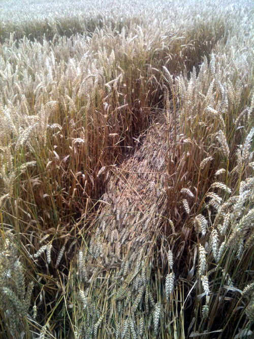 South of Sealand, Denmark crop circle, aerial photo 3