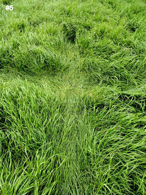 Grass Pattern at Hoeven, Noord-Brabant, Netherlands crop circle, aerial photo 18