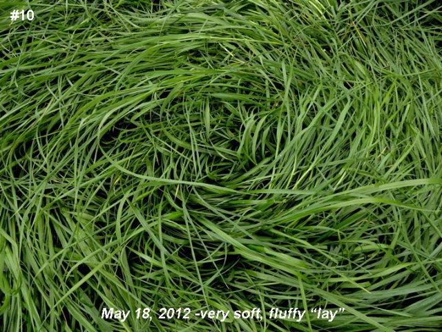 Grass Pattern at Hoeven, Noord-Brabant, Netherlands crop circle, aerial photo 23