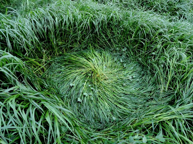 Hoeven, Noord-Brabant, Netherlands crop circle, aerial photo 6