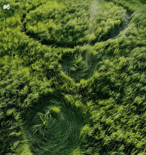 Grass Pattern at Hoeven, Noord-Brabant, Netherlands crop circle, aerial photo 7