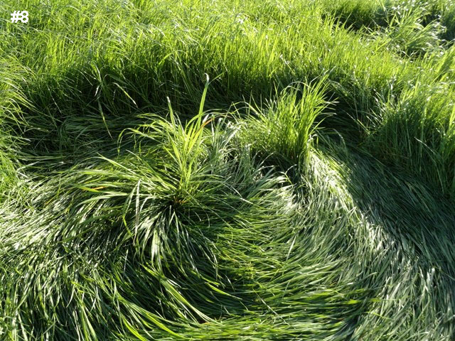 Grass Pattern at Hoeven, Noord-Brabant, Netherlands crop circle, aerial photo 9