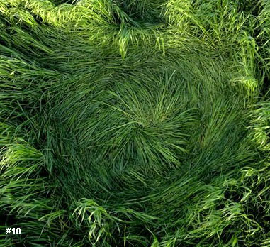 Grass Pattern at Hoeven, Noord-Brabant, Netherlands crop circle, aerial photo 11