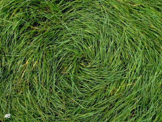 Grass Circle at Bosschenhoofd, Netherlands crop circle, aerial photo 6