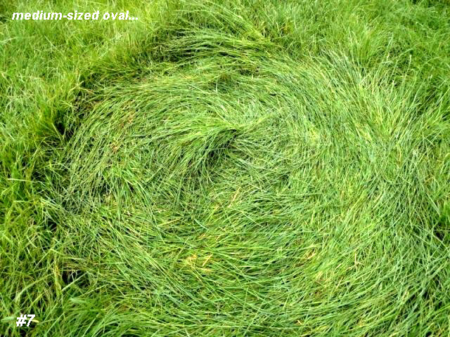 Grass Circle at Bosschenhoofd, Netherlands crop circle, aerial photo 8