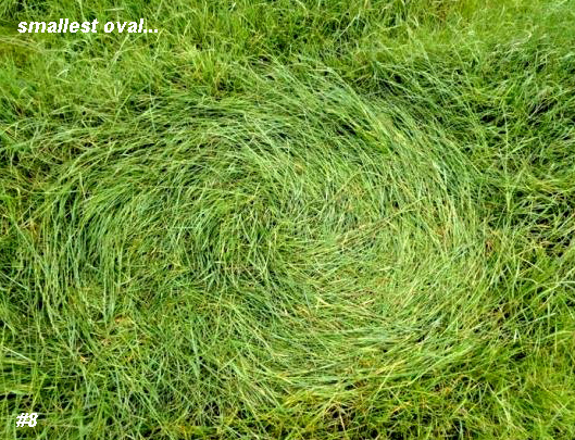 Grass Circle at Bosschenhoofd, Netherlands crop circle, aerial photo 9