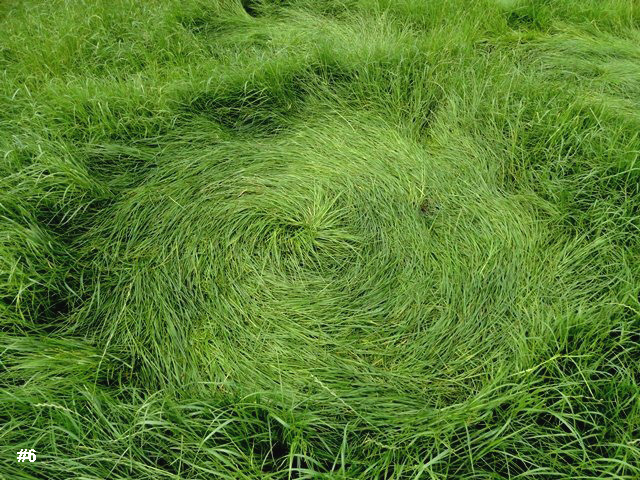 Bosschenhoofd, Netherlands crop circle, aerial photo 7