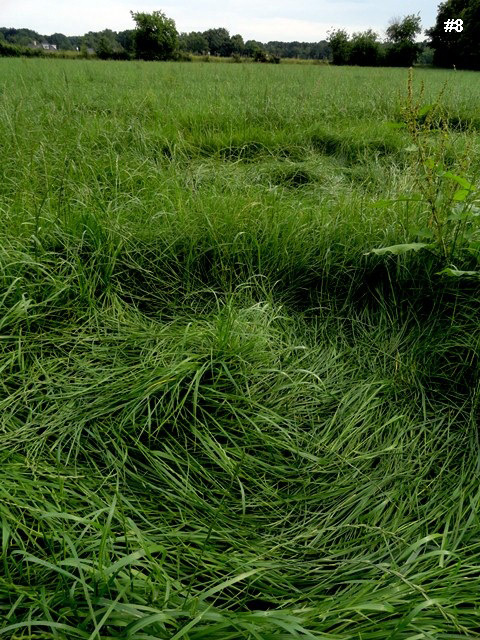 Bosschenhoofd, Netherlands crop circle, aerial photo 9